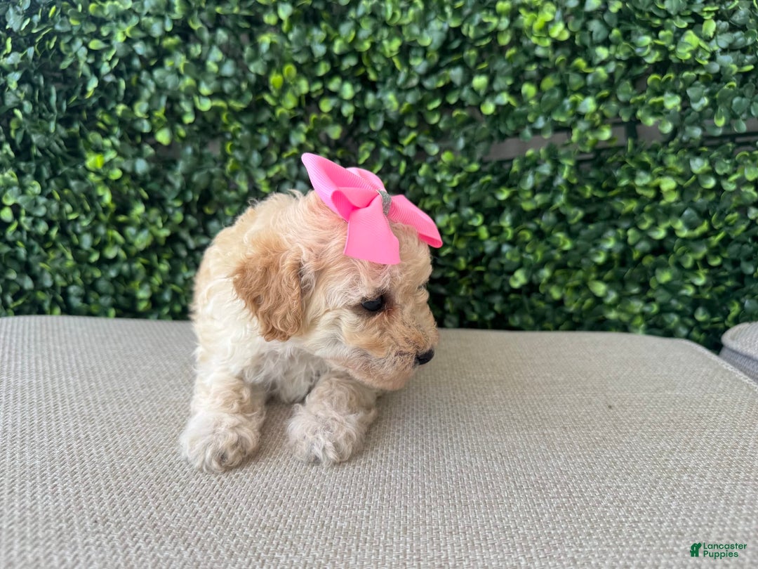 Toy Poodle dogs for sale: Vainilla - Image 1