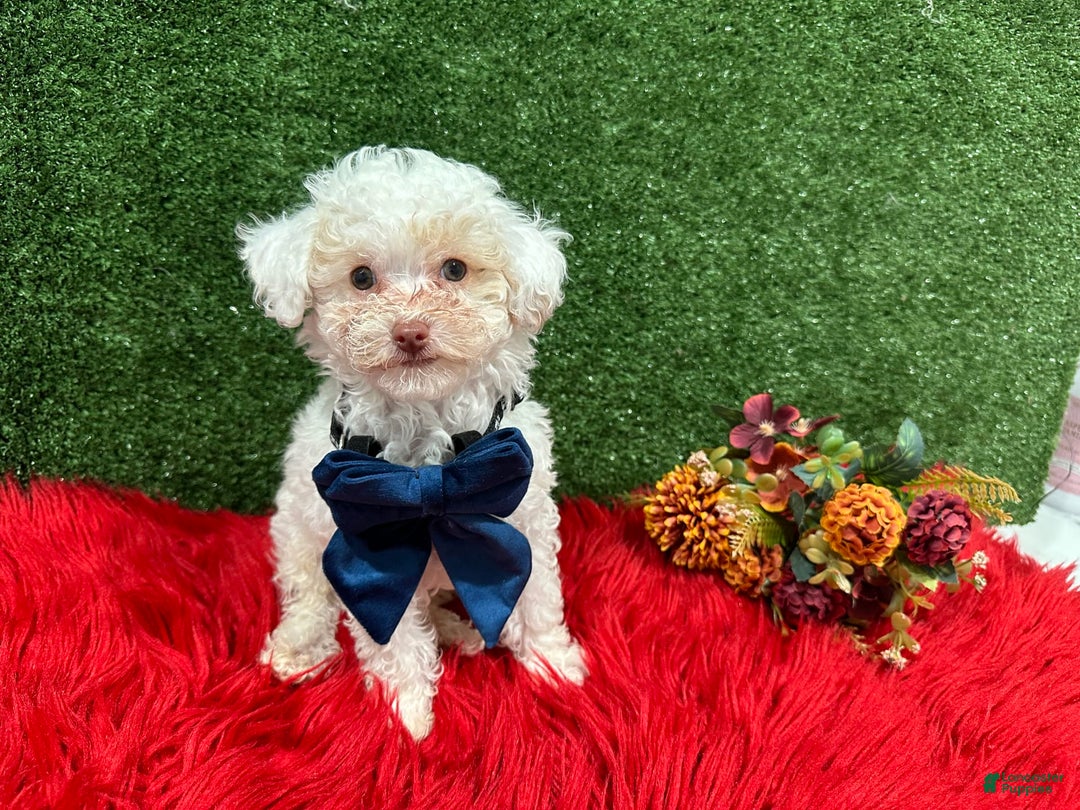 Toy Poodle dogs for sale: Leo Corbata Azul - Image 2