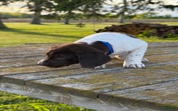 German Shorthaired Pointer dogs for sale: Blue Collar - Image 2