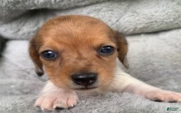 Miniature Dachshund dogs for sale: Baby Cooper - Image 8
