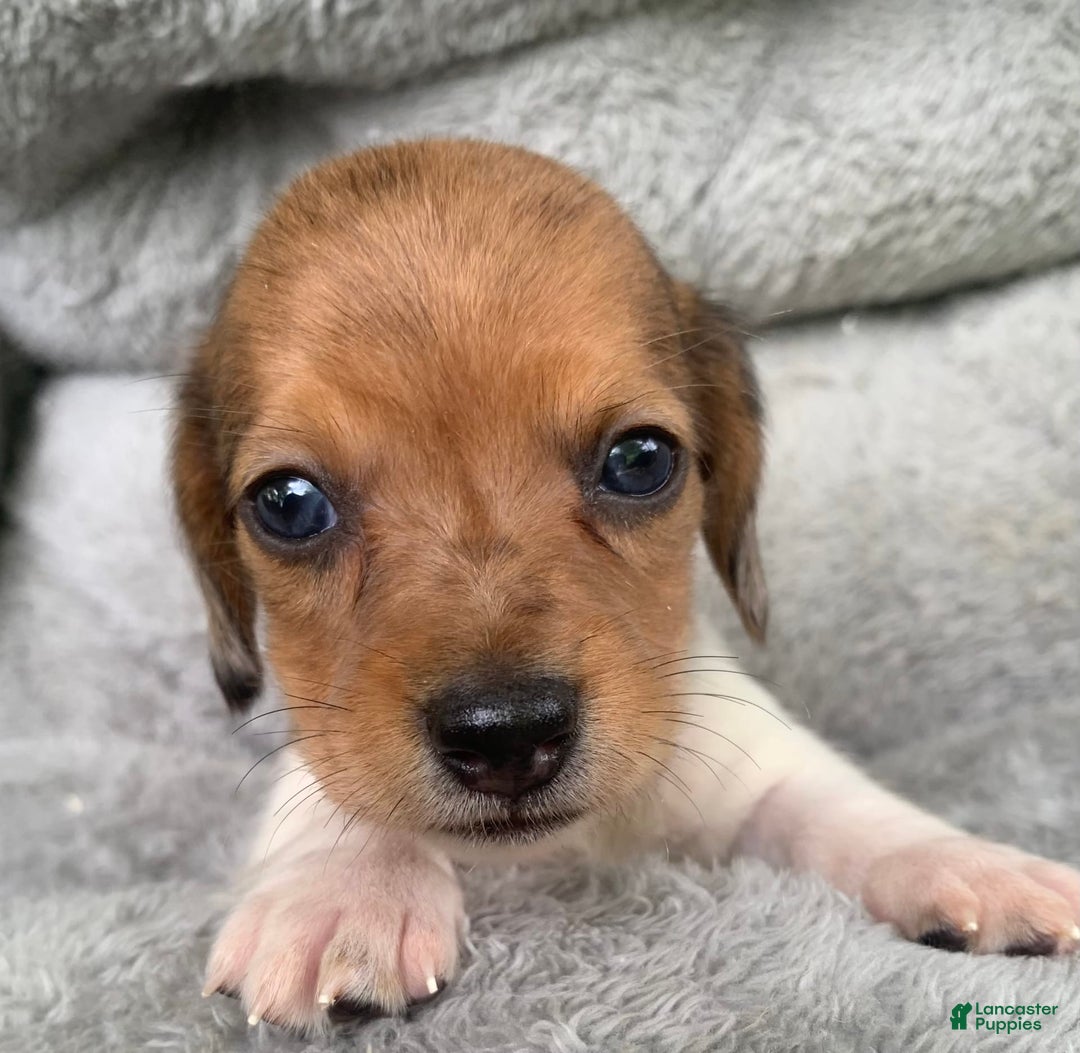 Miniature Dachshund dogs for sale: Baby Cooper - Image 8
