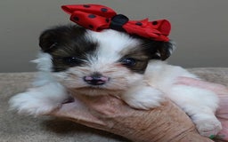 Yorkshire Terrier dogs for sale: Bambi - Image 4