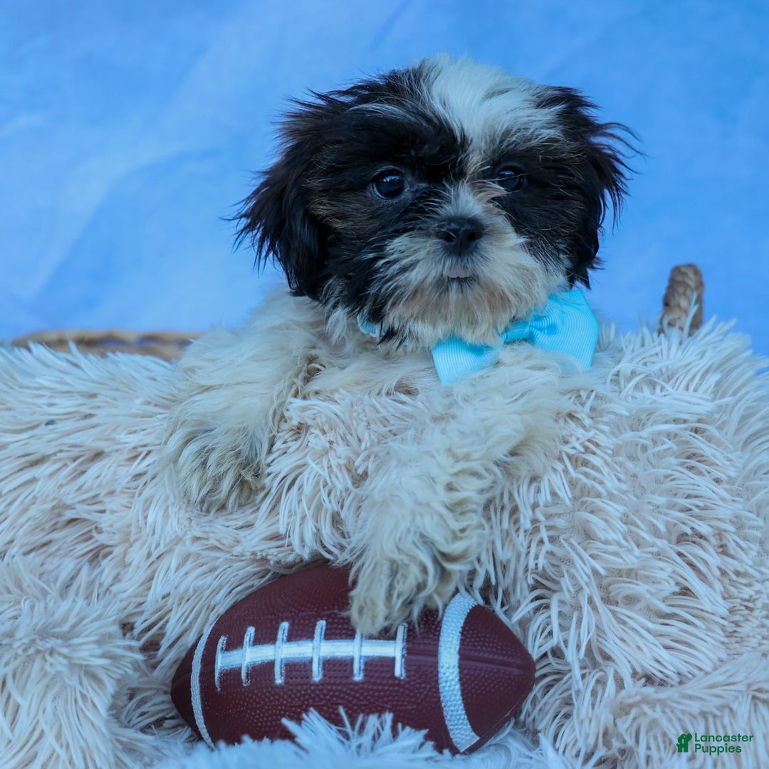 Shih Tzu dogs for sale: Brody - Image 2
