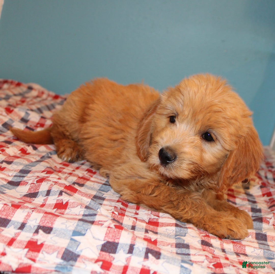  dogs for sale: Mini Goldendoodle 5 puppies - Image 9