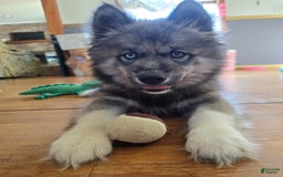 Siberian Husky dogs for sale: Mulch - Image 8
