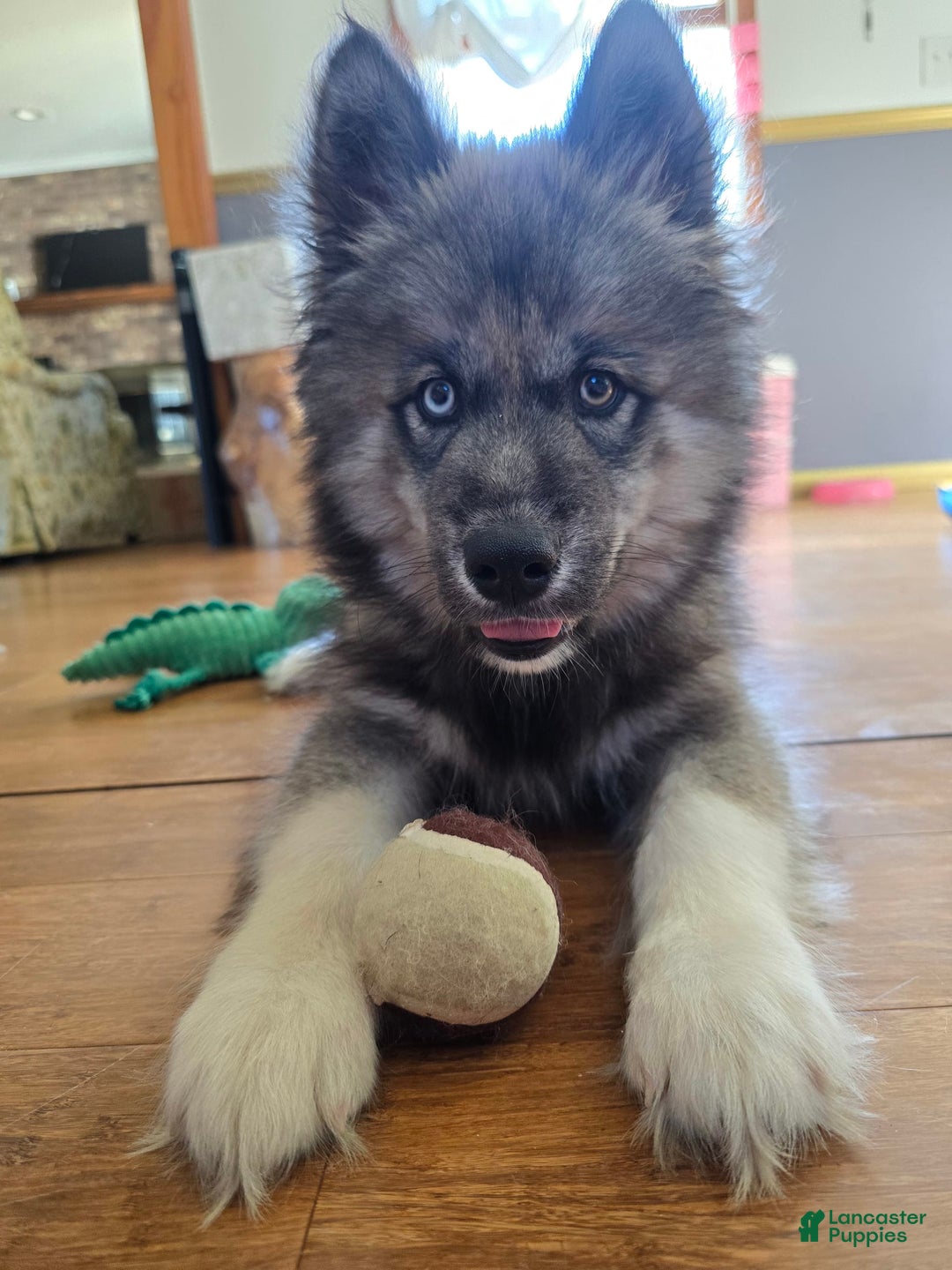 Siberian Husky dogs for sale: Mulch - Image 8