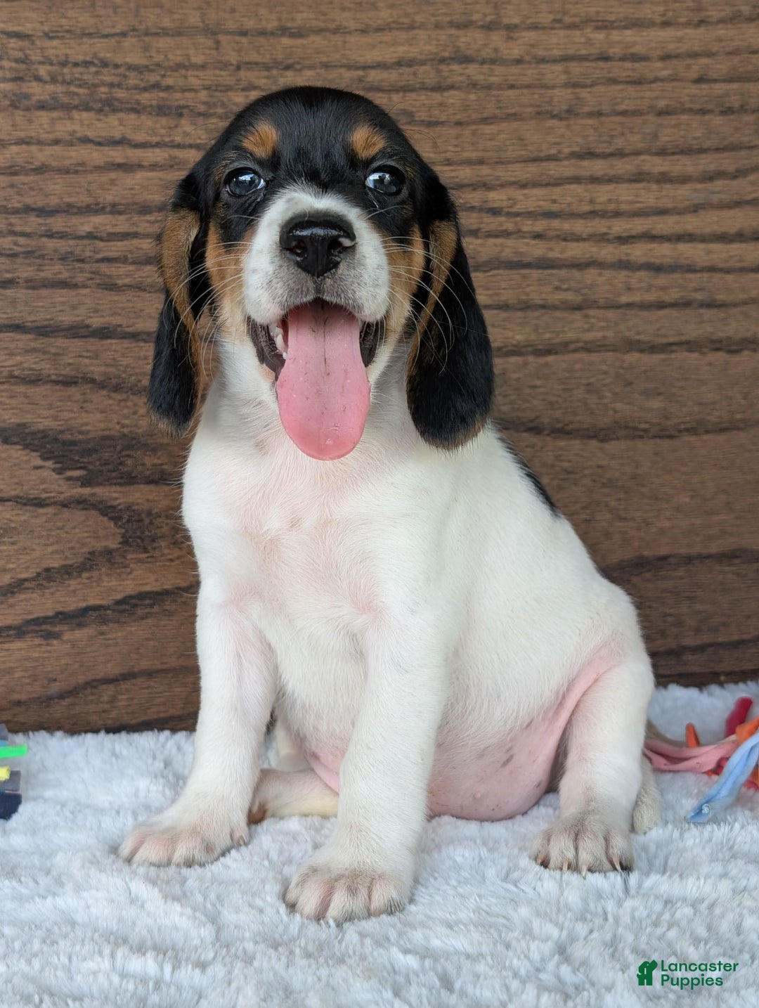 Beagle dogs for sale: Lucy - Image 9