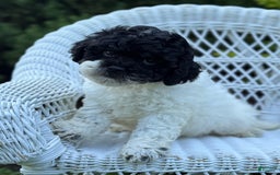 Cavapoo dogs for sale: Carnation - Image 2