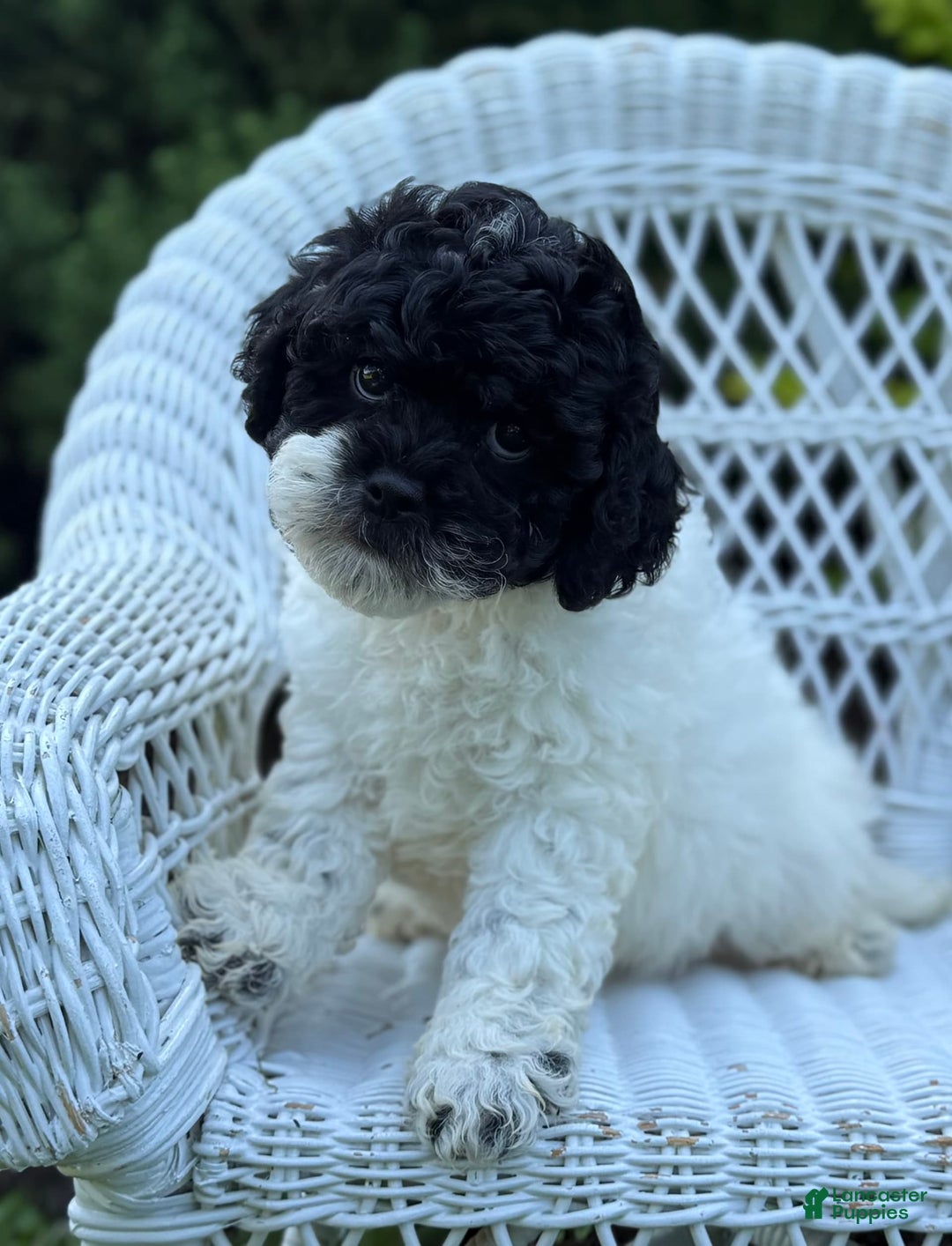 Cavapoo dogs for sale: Carnation - Image 2