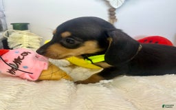 Miniature Dachshund dogs for sale: James - Image 8