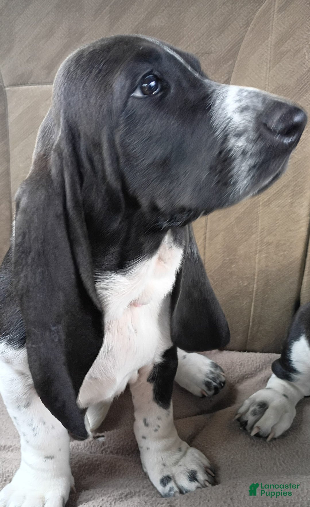 Basset Hound dogs for sale: Shiloh - Image 4