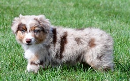 Australian Shepherd dogs for sale: Australian Shepherd 7 puppies - Image 14