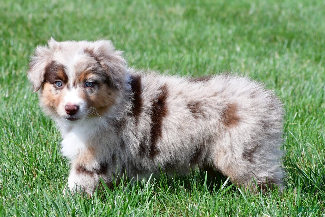 Australian Shepherd dogs for sale: Australian Shepherd 7 puppies - Image 14