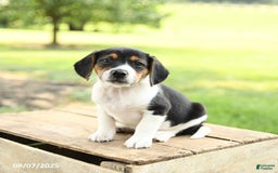 Beagle dogs for sale: Landon - Image 2