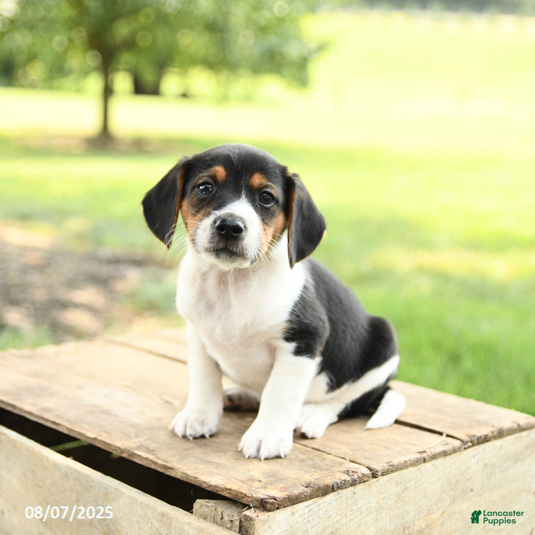 Beagle dogs for sale: Landon - Image 2
