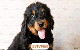 Bernedoodle dogs for sale: Stetson - Image 3