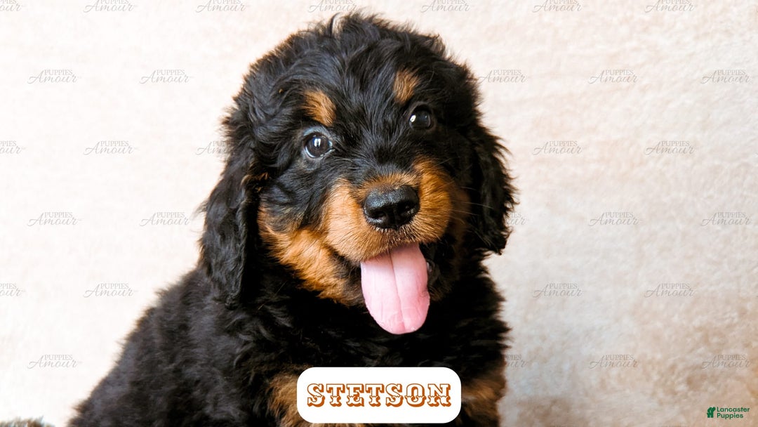 Bernedoodle dogs for sale: Stetson - Image 3