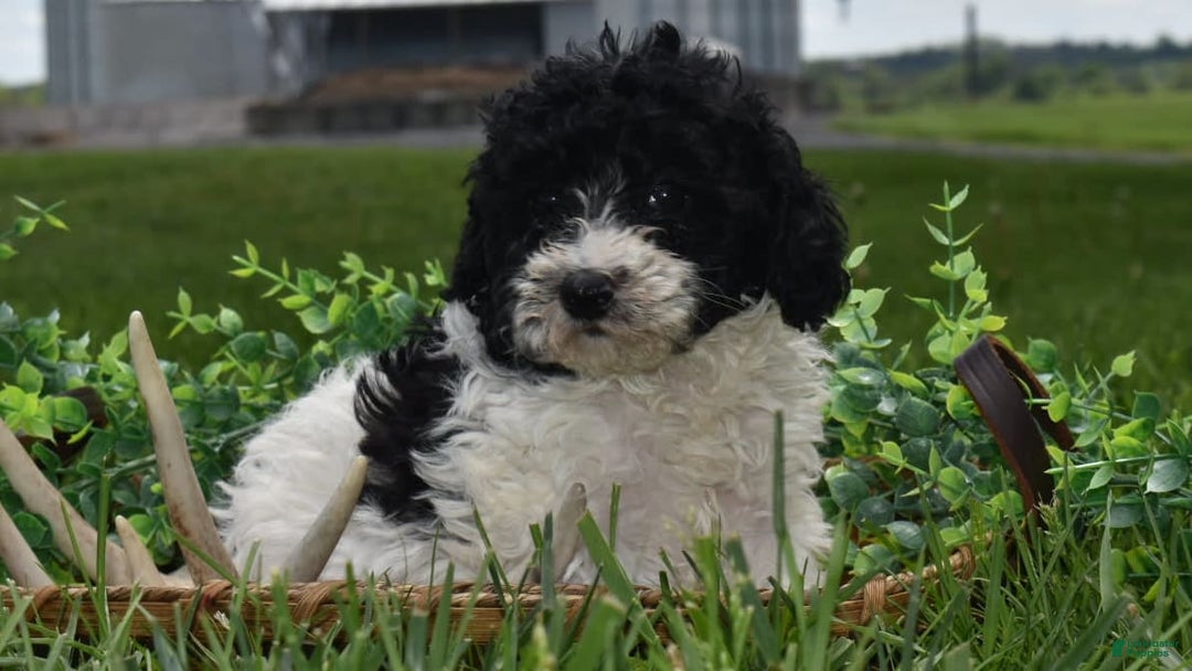 Toy Poodle dogs for sale: Ethan - Image 4