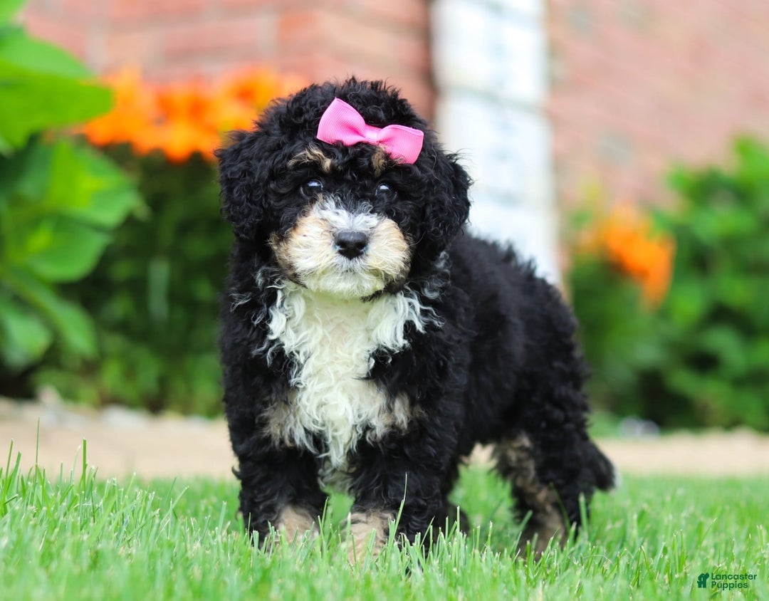 Mini Bernedoodle dogs for sale: Kaylee - Image 1