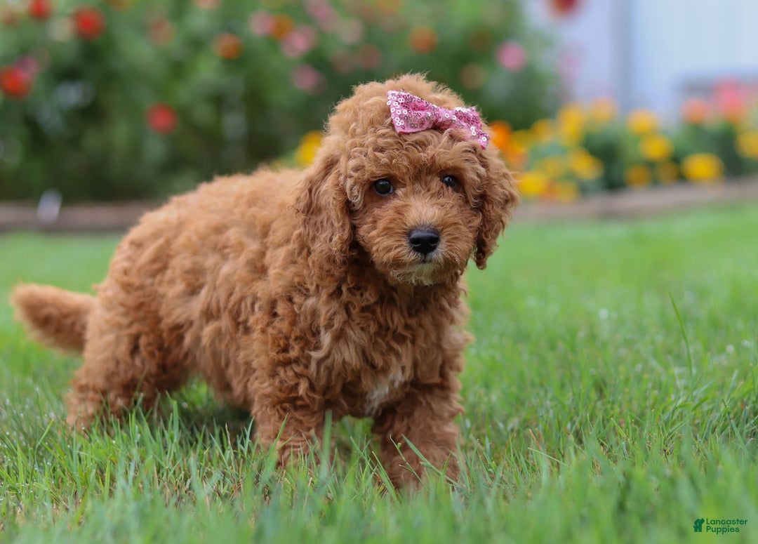 Mini Goldendoodle dogs for sale: Maple - Image 3