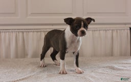 Boston Terrier dogs for sale: Sugar - Image 1