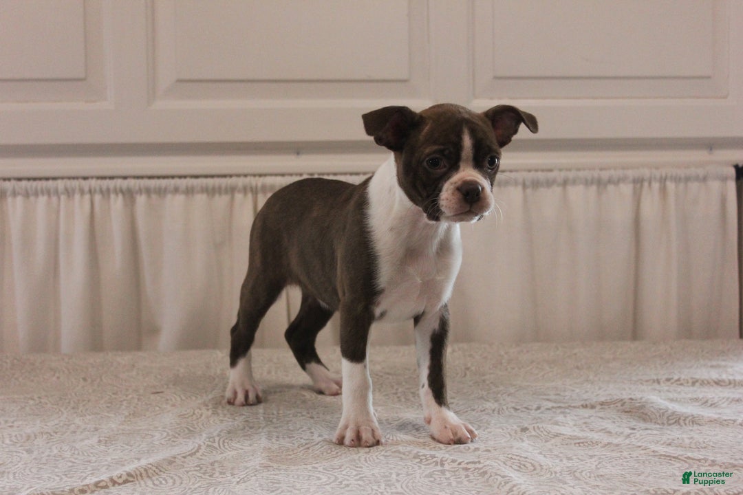 Boston Terrier dogs for sale: Sugar - Image 1