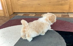 Lhasa Apso dogs for sale: Ollie - Image 7