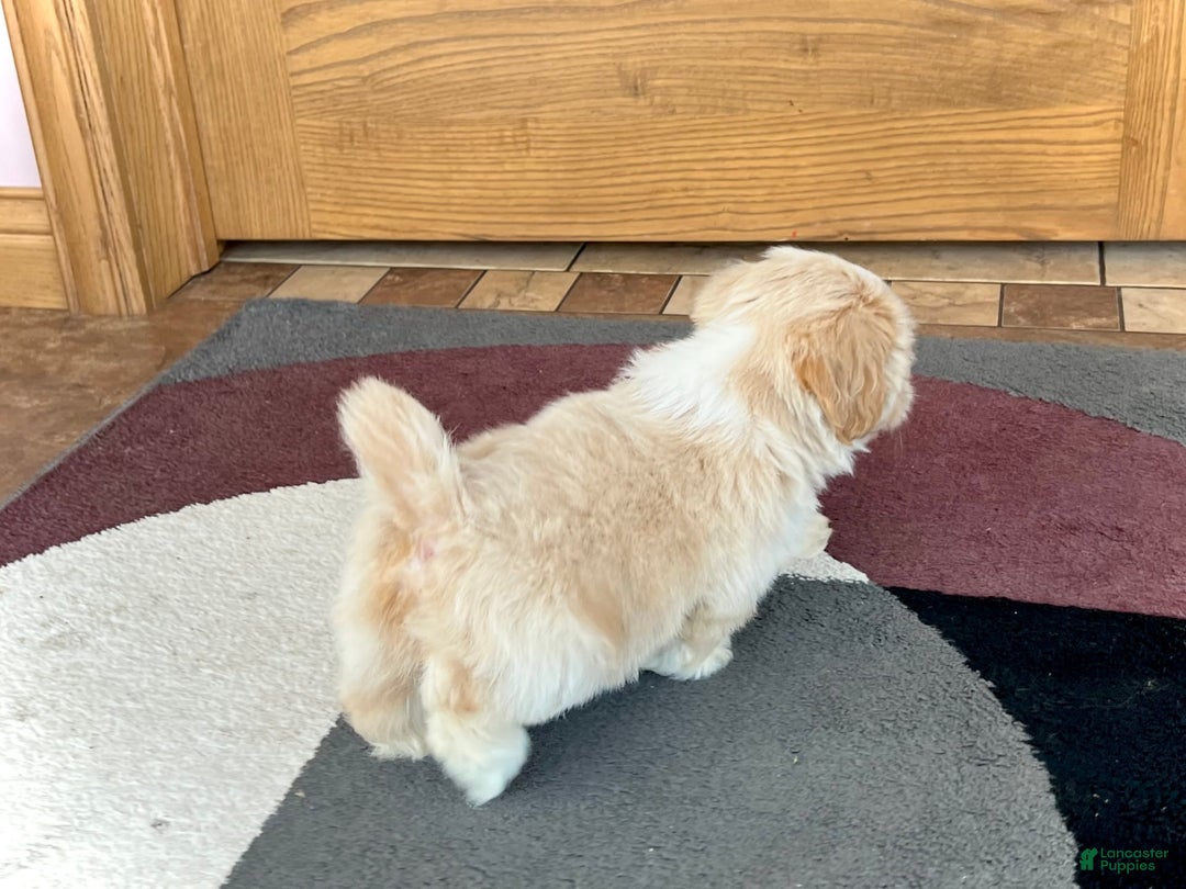 Lhasa Apso dogs for sale: Ollie - Image 7