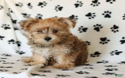 Morkie dogs for sale: Murphy - Image 12