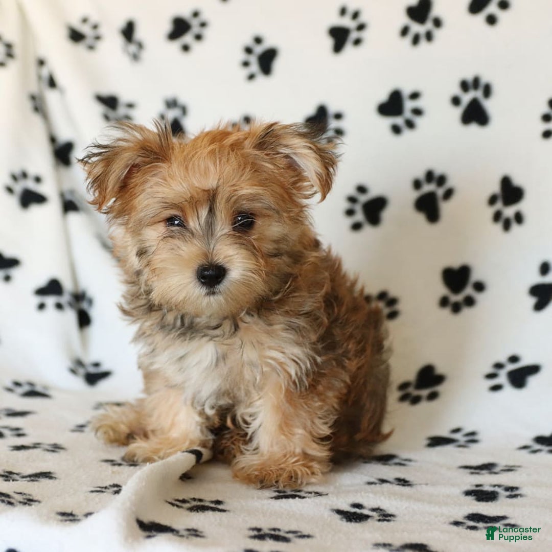 Morkie dogs for sale: Murphy - Image 12