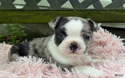 Frenchton dogs for sale: Jaida - Image 8