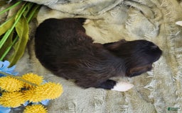 Shihpoo dogs for sale: Snickers - Image 7