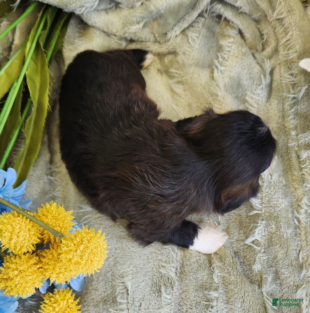 Shihpoo dogs for sale: Snickers - Image 7