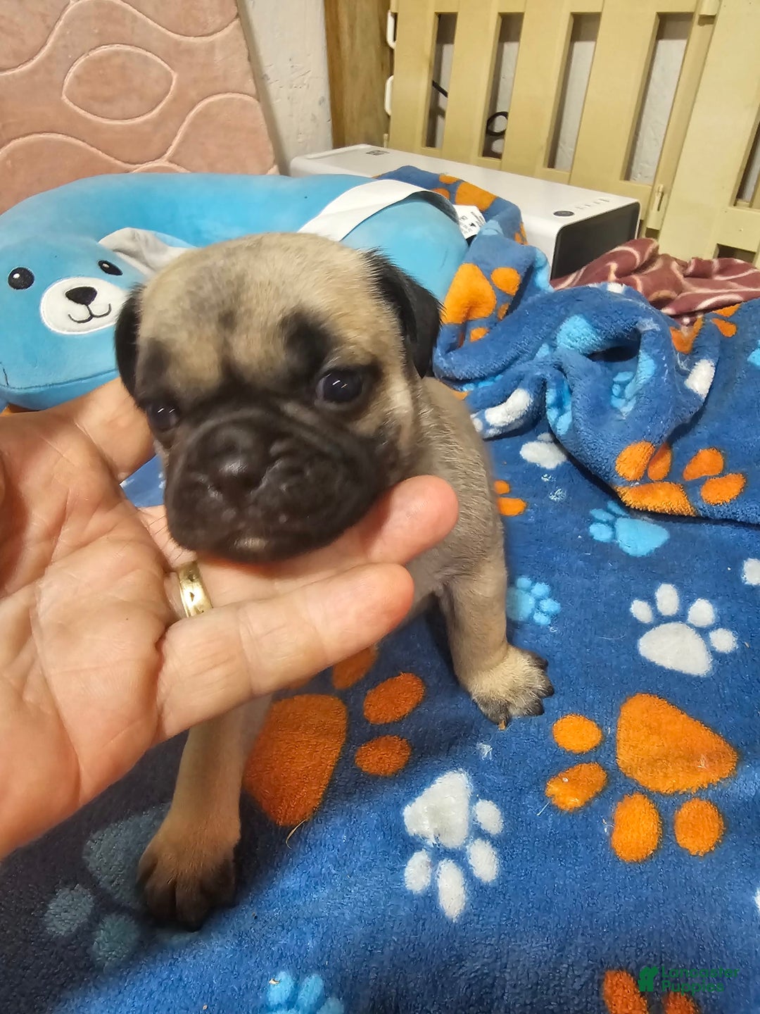 Pug dogs for sale: Mack - Image 8