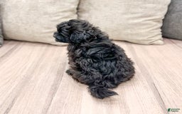 Shihpoo dogs for sale: Rover - Image 2