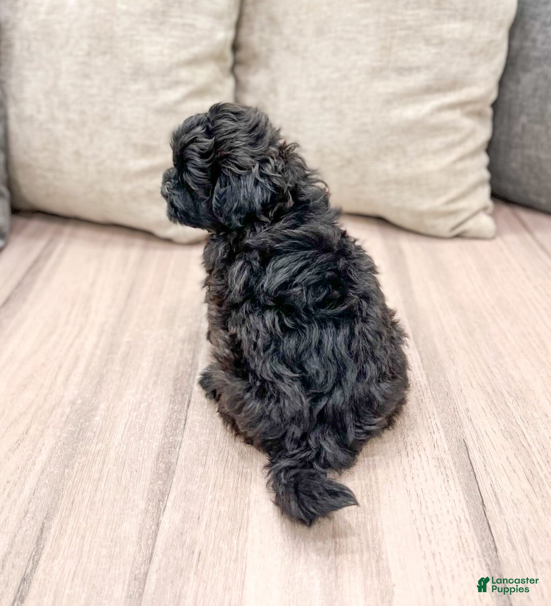 Shihpoo dogs for sale: Rover - Image 2