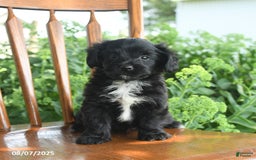 Teddy Bear dogs for sale: Zack - Image 1
