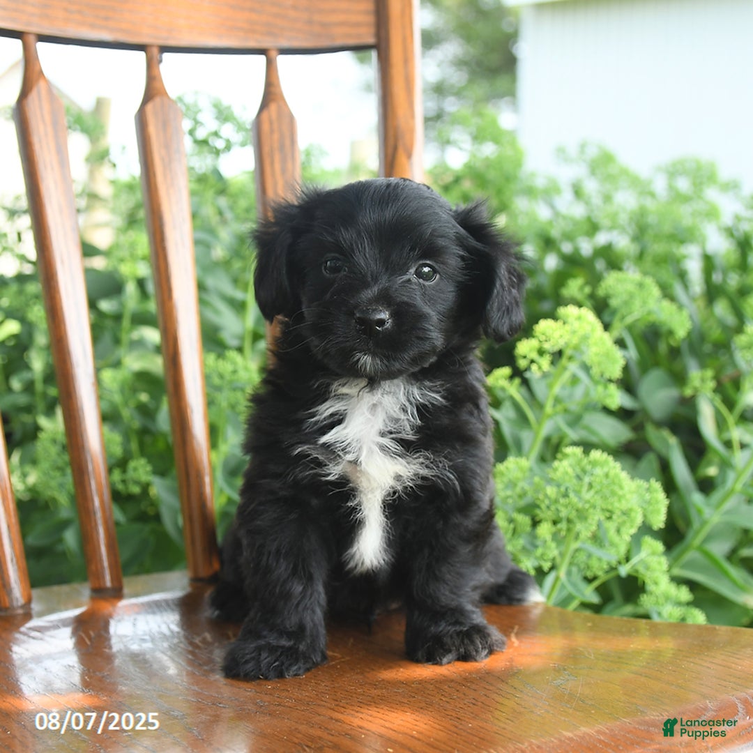 Teddy Bear dogs for sale: Zack - Image 1