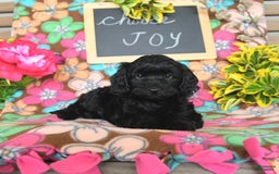 Miniature Poodle dogs for sale: Opal - Image 6