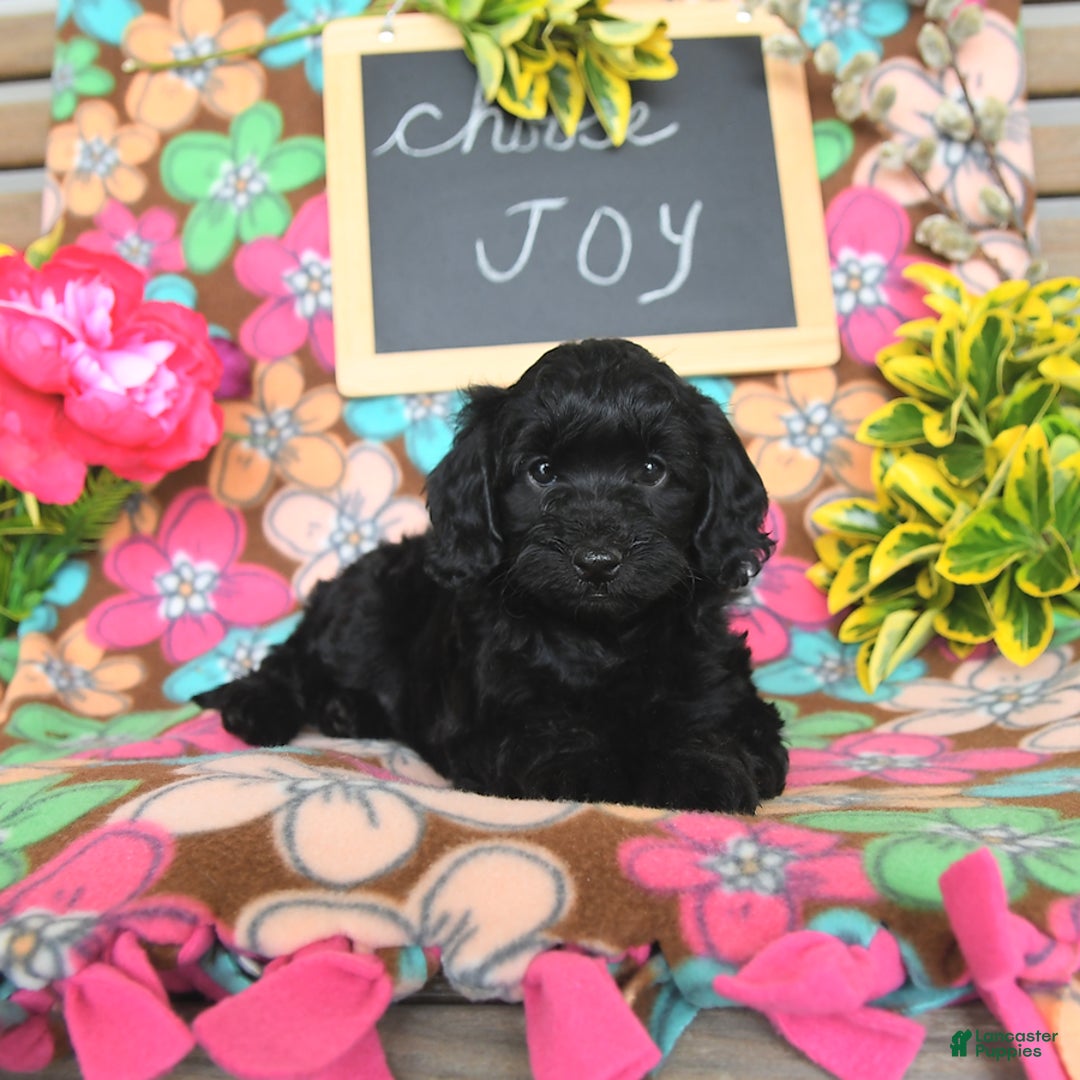 Miniature Poodle dogs for sale: Opal - Image 6