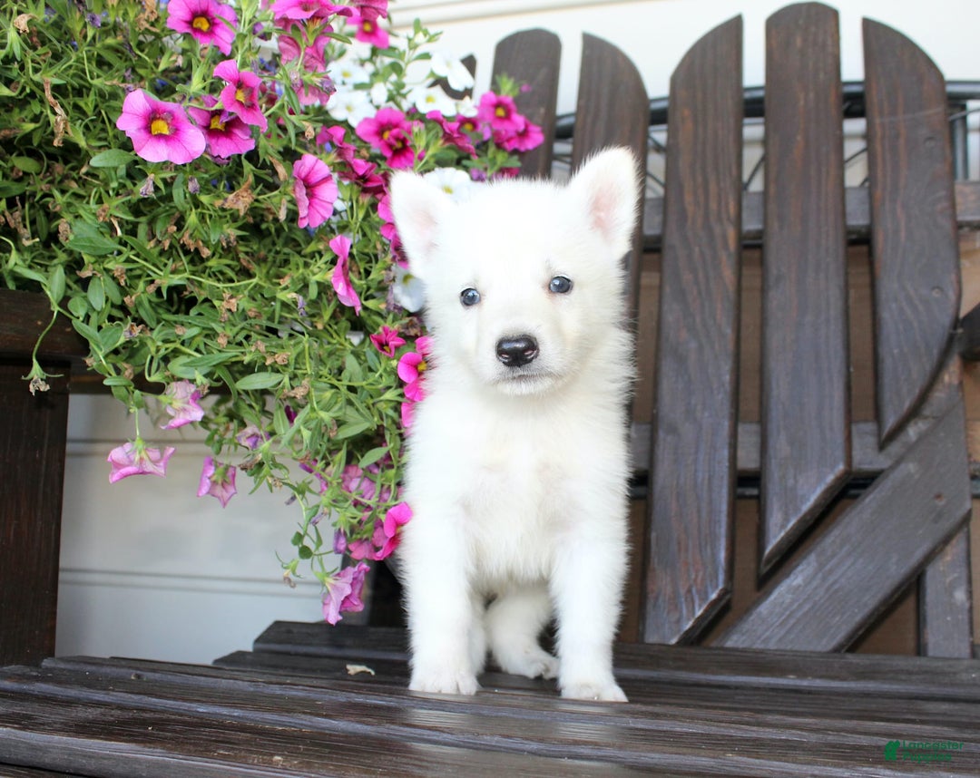 German Shepherd dogs for sale: Justin - Image 1