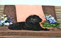 Miniature Poodle dogs for sale: Opal - Image 25