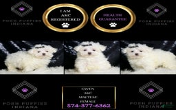 Maltese dogs for sale: Gwen - Image 5