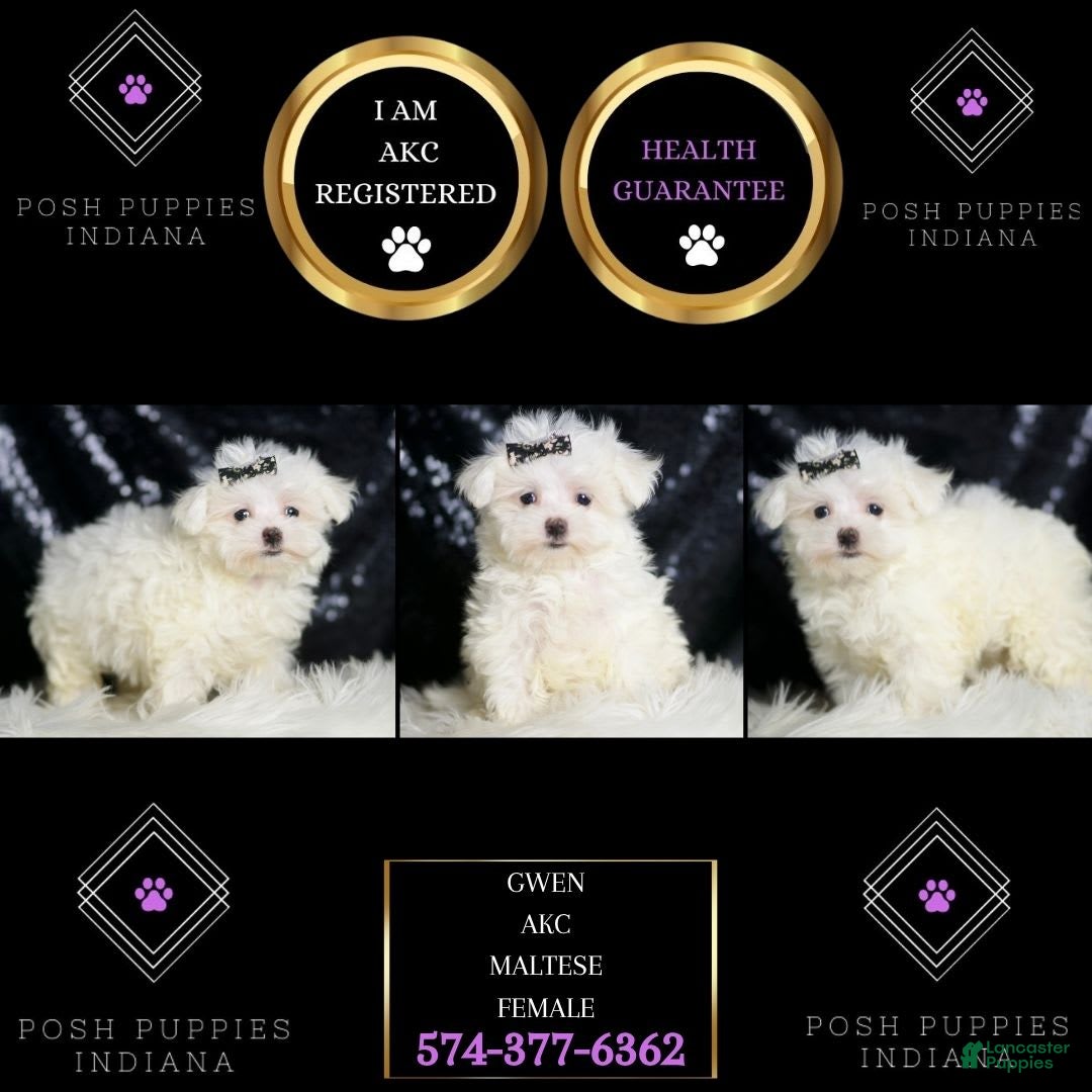 Maltese dogs for sale: Gwen - Image 5
