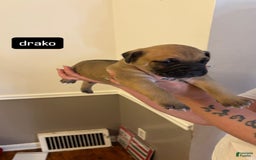 Cane Corso dogs for sale: Cane Corso 6 puppies - Image 14
