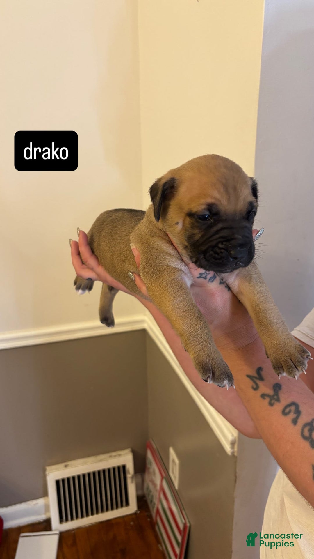Cane Corso dogs for sale: Cane Corso 6 puppies - Image 14