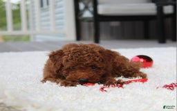Toy Poodle dogs for sale: Elri - Image 3
