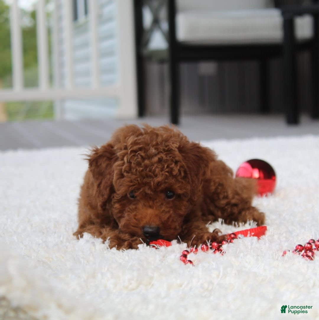 Toy Poodle dogs for sale: Elri - Image 3