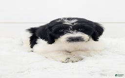 Cavapoo dogs for sale: Logan - Image 2