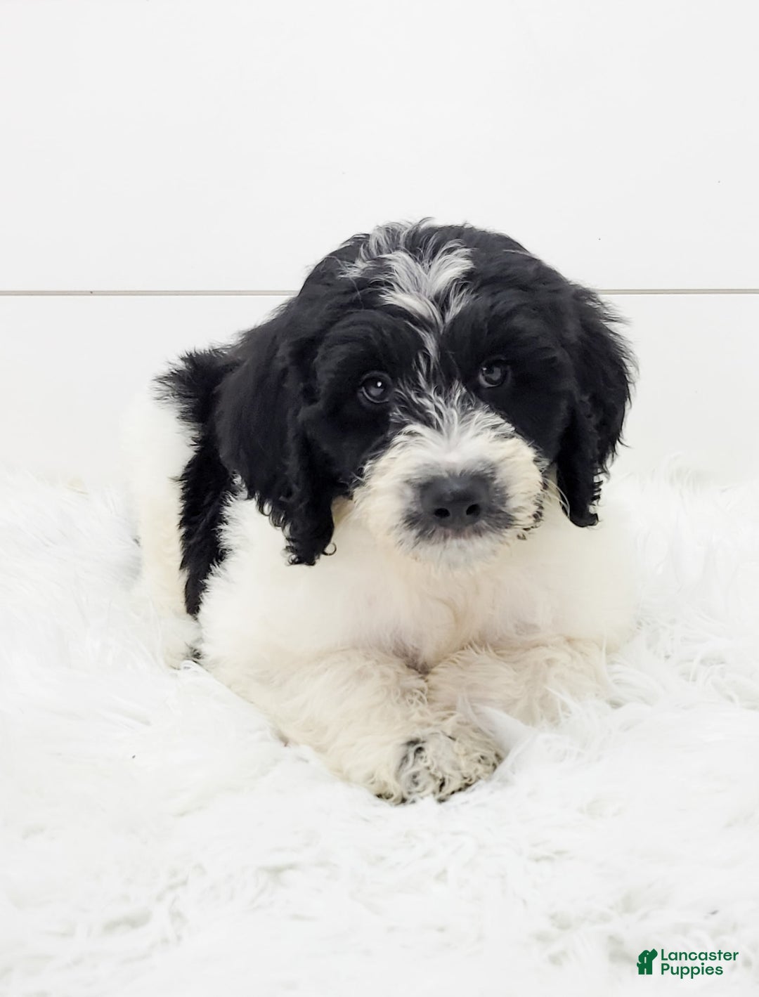 Cavapoo dogs for sale: Logan - Image 2